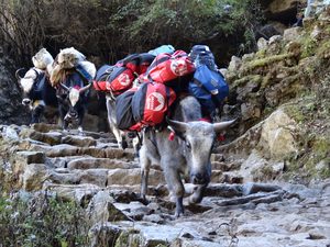 Kit transportation
