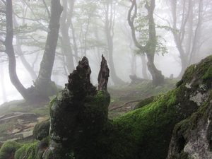 Spooky Woods Spooky Woods