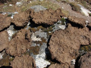 Drying out yak dung for fuel